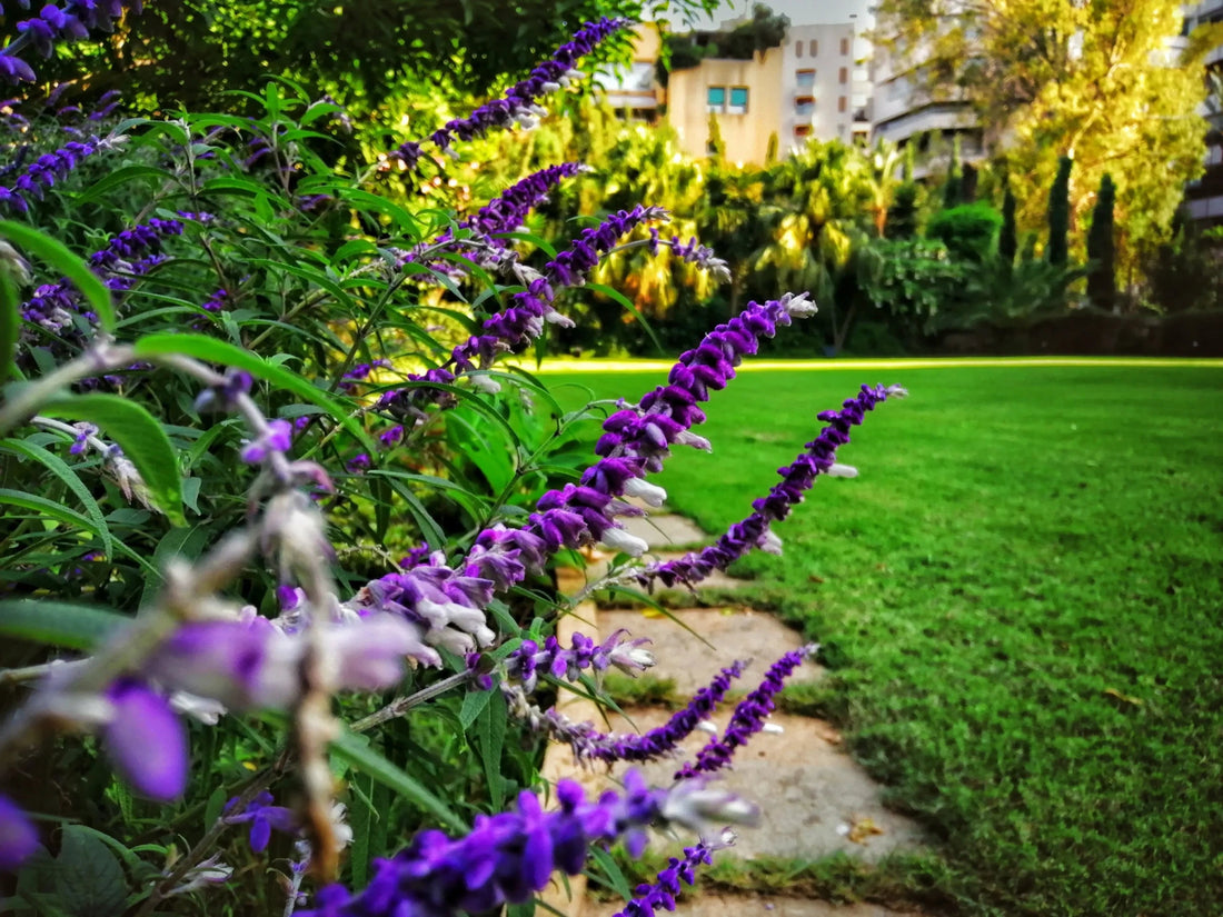 A to Z of Lawn Care: Lawn Care Terms Every Homeowner Should Know - Soildrops