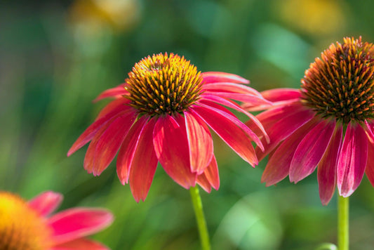 Against All Dry Odds: 12 Proven Tips for Gardening Successfully in Times of Drought - Soildrops