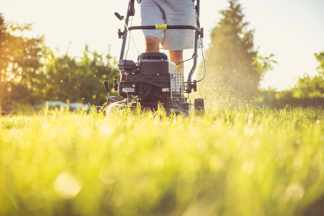 Drought-Proof Your Yard: Discover the Best Drought-Tolerant Lawn Grass - Soildrops