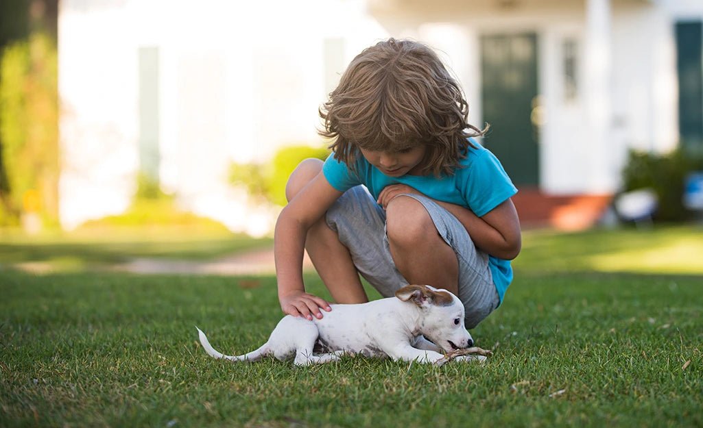 Going Green: A Homeowner's Guide to Organic Lawn Care - Soildrops