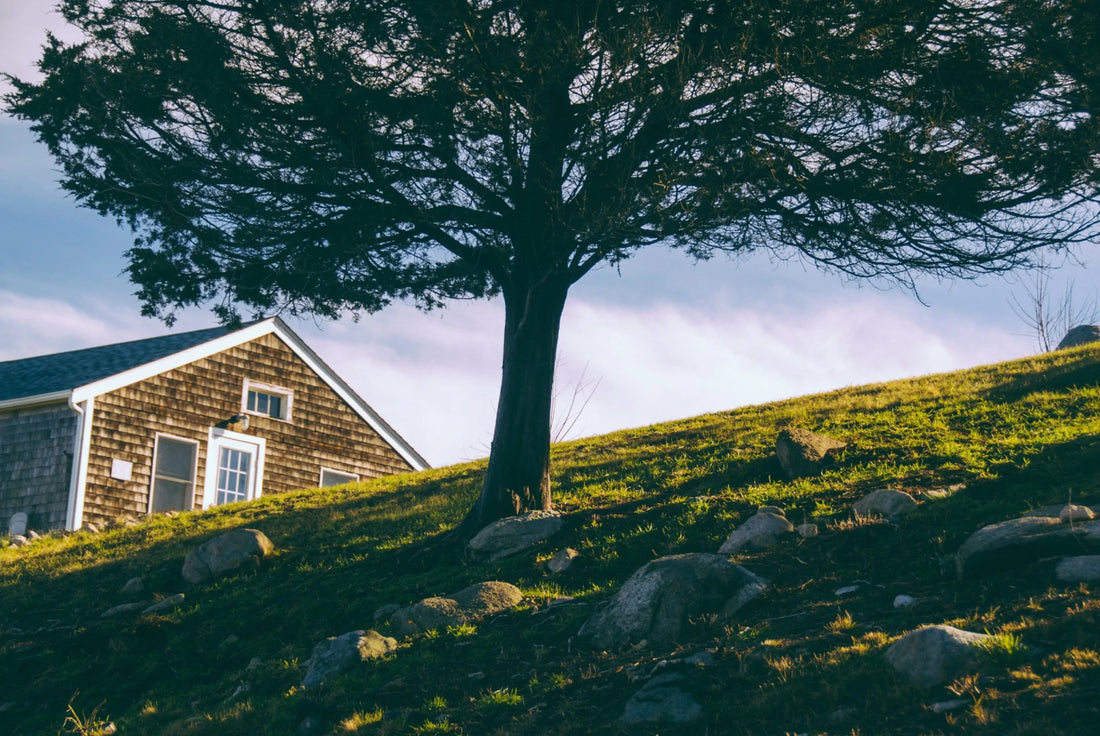 No Hill Too Steep: Expert Tips for Watering Plants on a Slope - Soildrops