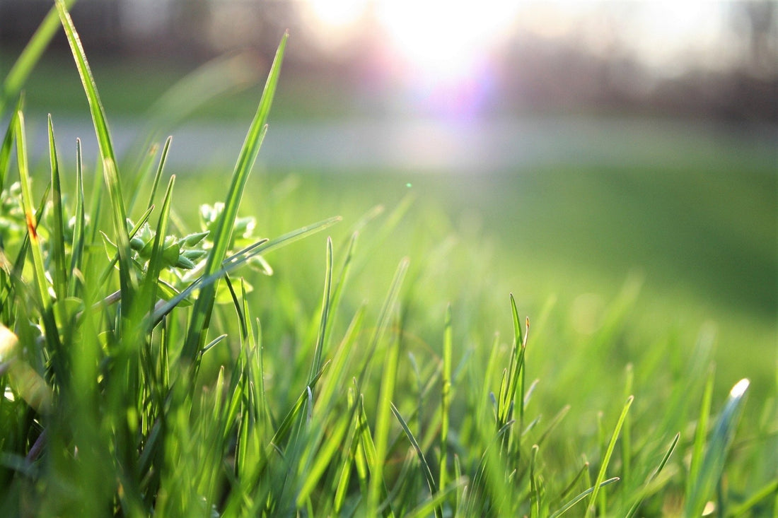 Saving Water, Time, and Money: 7 Benefits of Smart Irrigation Controllers - Soildrops