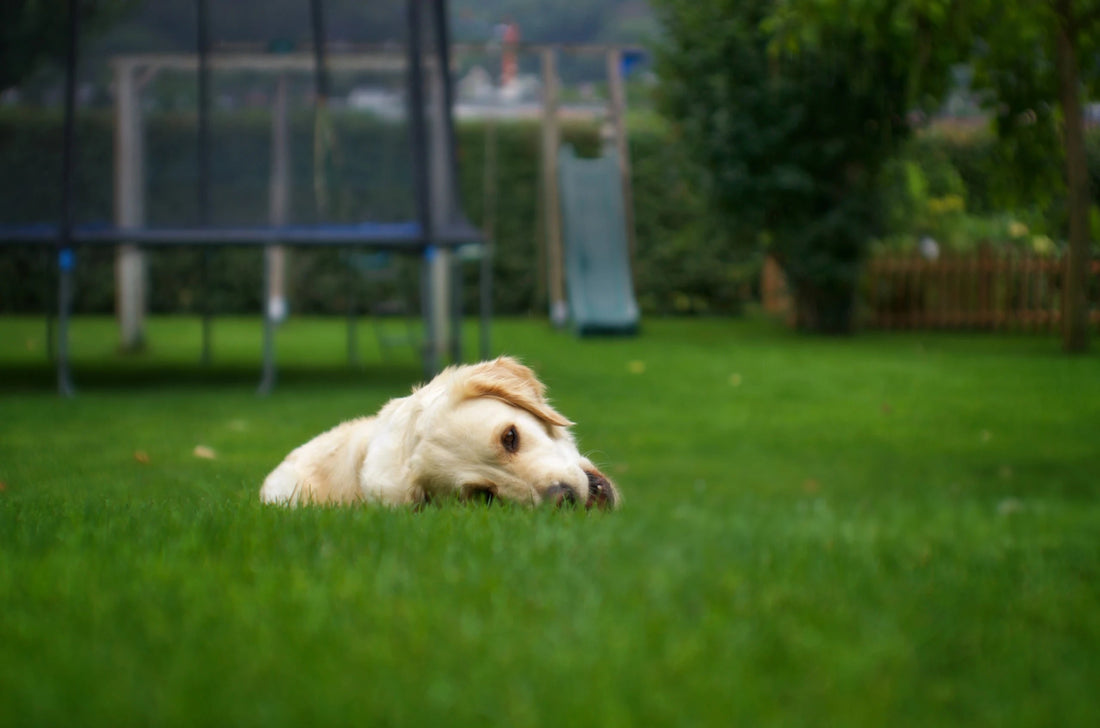 Signs and Solutions: How to Revive an Underwatered Lawn - Soildrops