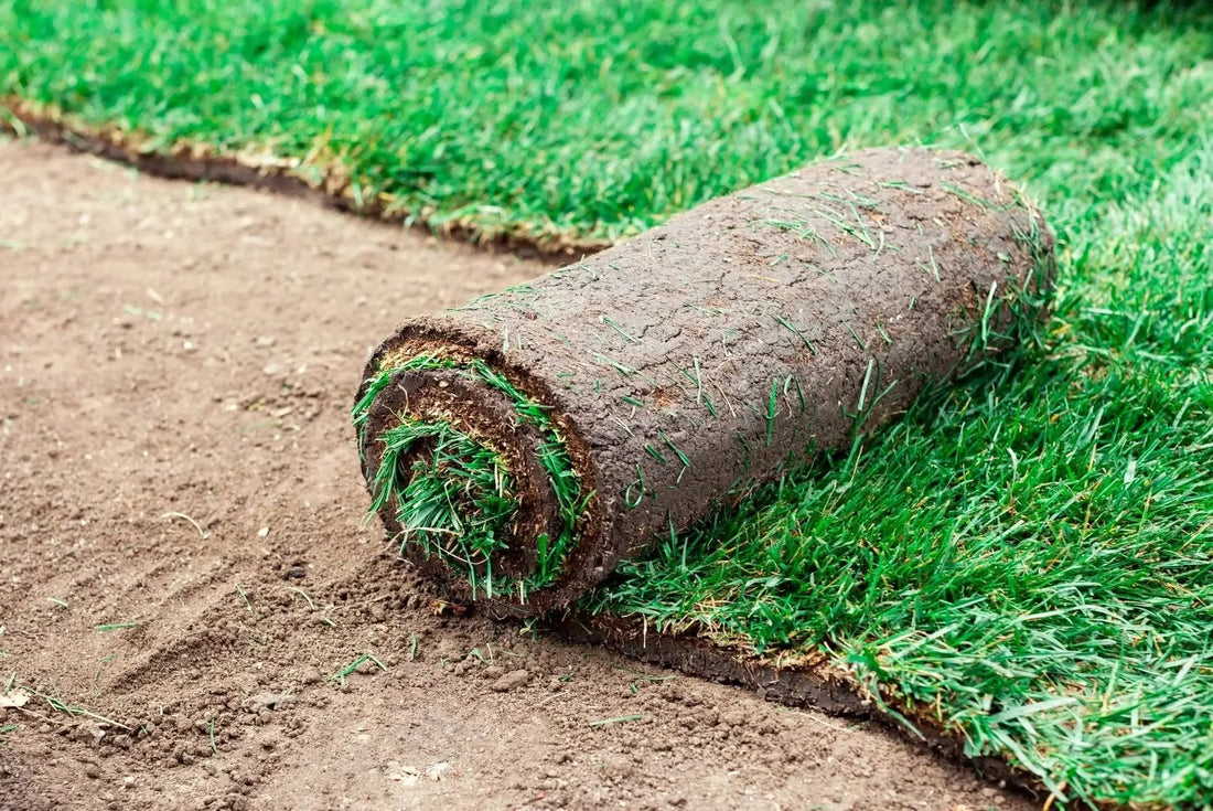 The Complete Guide to Establishing a Stunning Sod Lawn from Scratch - Soildrops
