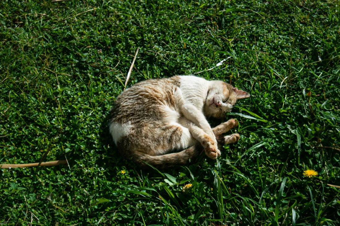 The Ultimate Guide to Lawn Watering: Best Practices for a Healthy and Lush Yard - Soildrops