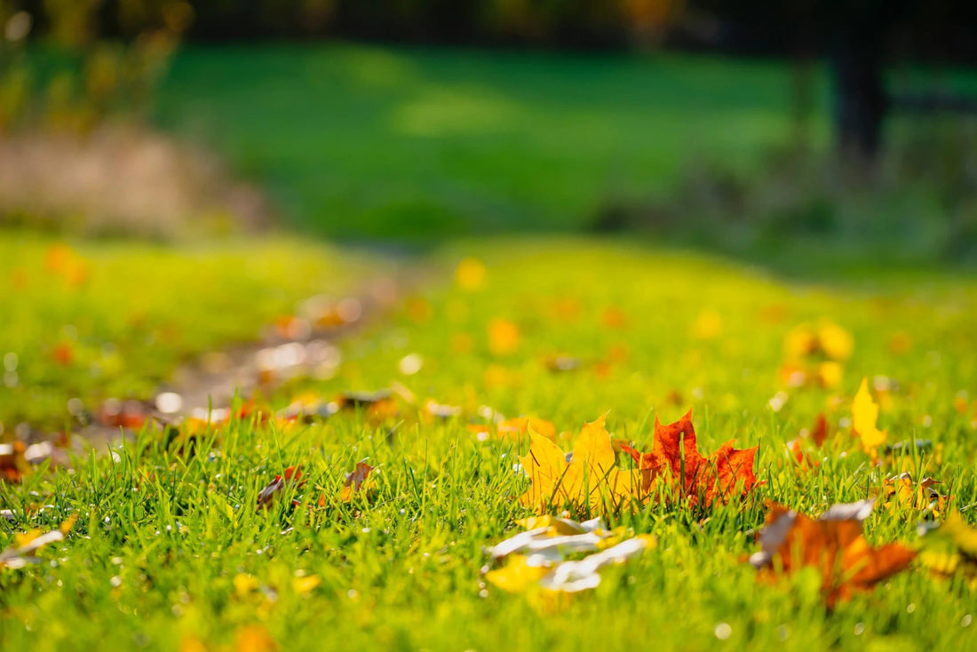 A Beautiful Yard with Less Effort: 10 Time-Saving Strategies - Soildrops