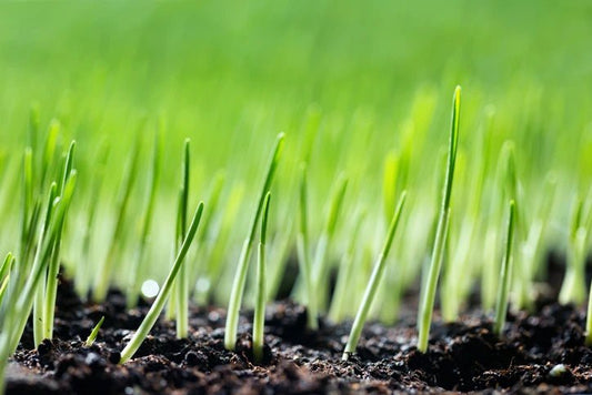 Achieving a Lush Lawn: Everything You Need to Know About Overseeding - Soildrops