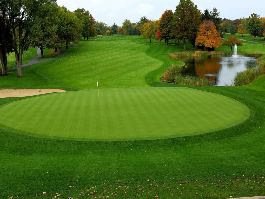 Achieving Golf Course-Worthy Grass: A Guide to Maintaining and Managing Bentgrass Lawns - Soildrops