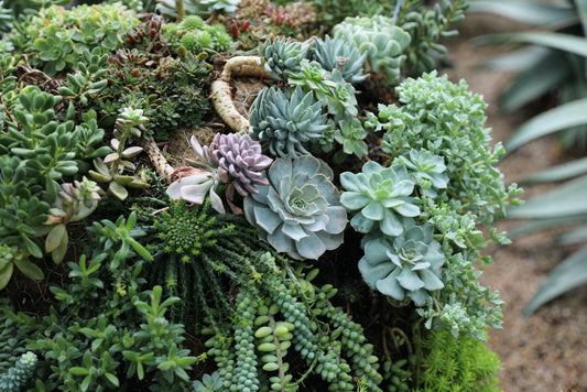 Beyond Succulents: 10 Best Water-Efficient Plants for Your Yard - Soildrops