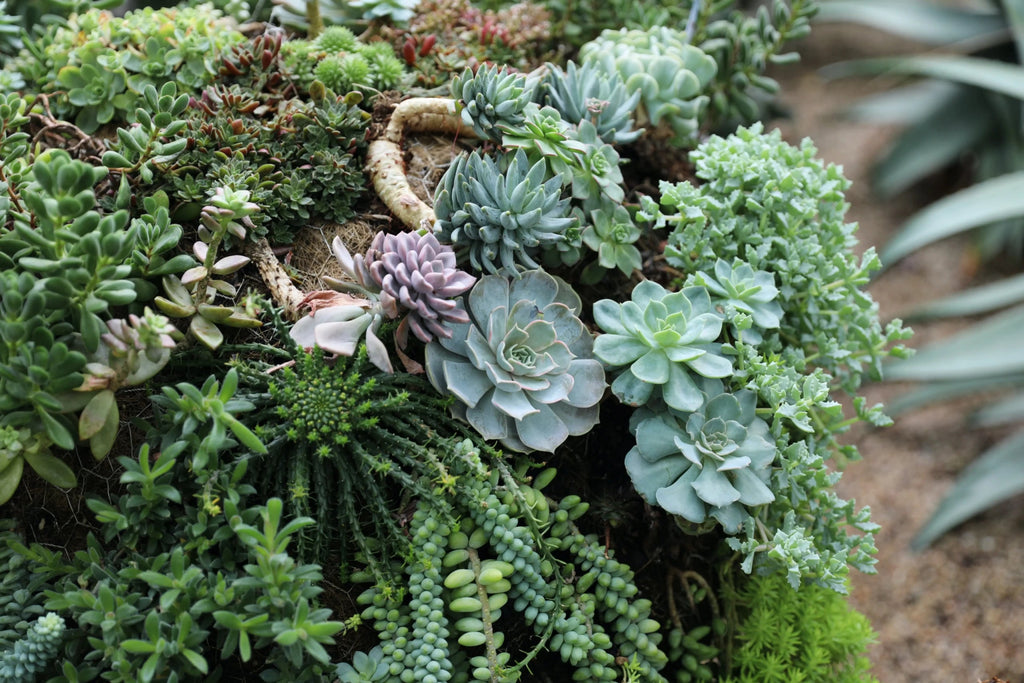 Beyond Succulents: 10 Best Water-Efficient Plants for Your Yard - My Store