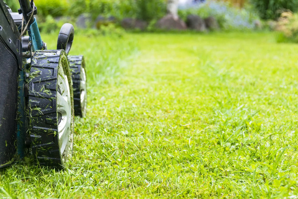 Centipede Grass: Your Secret to a Lush and Low-Maintenance Lawn - My Store