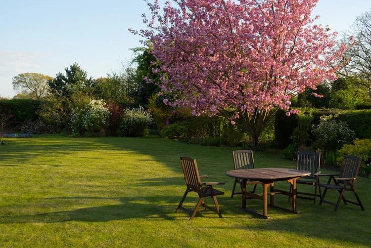 Choosing the Best Grass for Shaded Areas: A Complete Guide - My Store