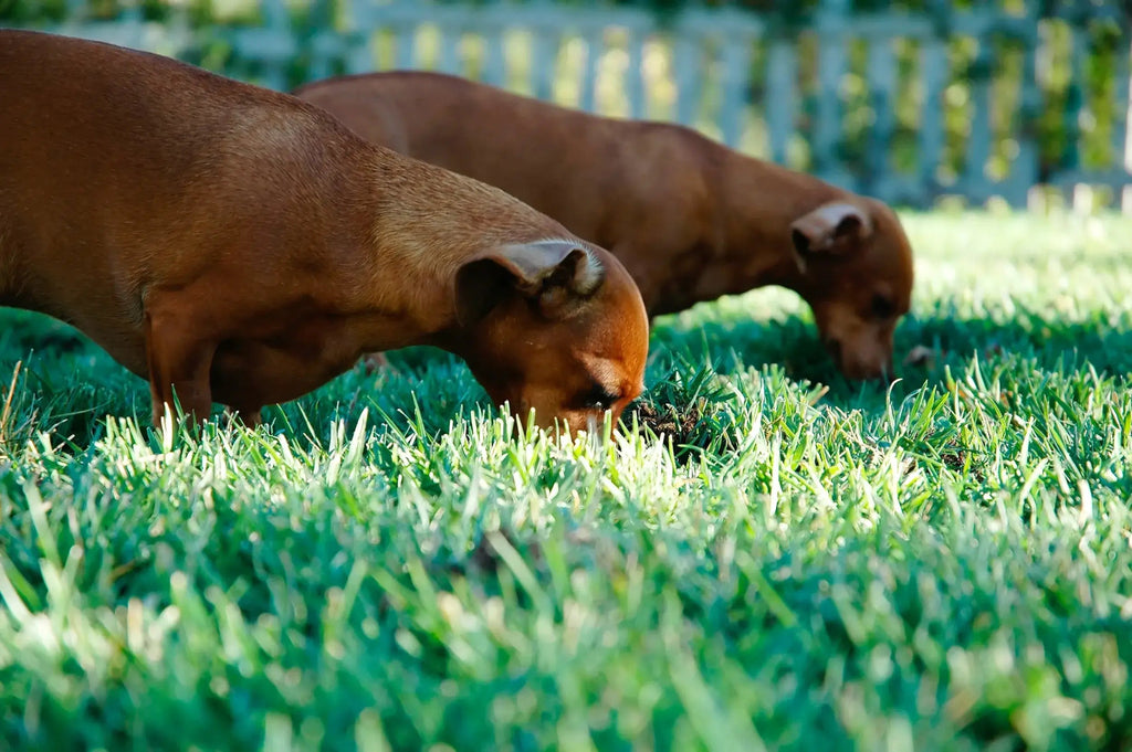 Creating a Dog-Friendly Lawn: Best Grass for Dogs and Lawn Care Tips - My Store