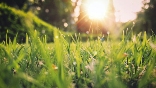 Different Types of Grass: Choosing the Perfect Grass for Your Lawn - Soildrops