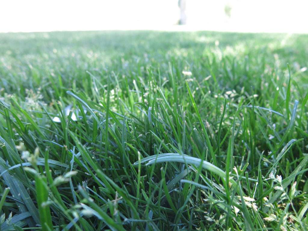 Everything You Need to Know About Kentucky Bluegrass: Pros, Cons, Care Tips, and More - My Store