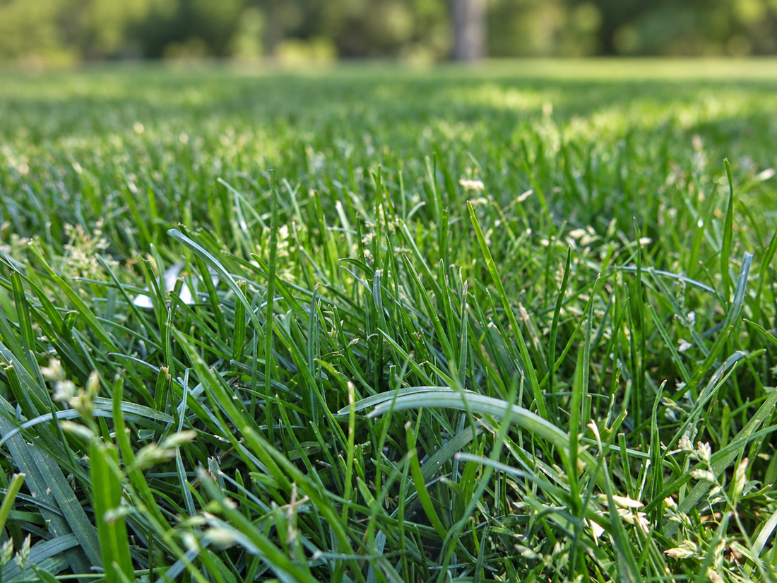 Everything You Need to Know About Kentucky Bluegrass: Pros, Cons, Care Tips, and More - Soildrops