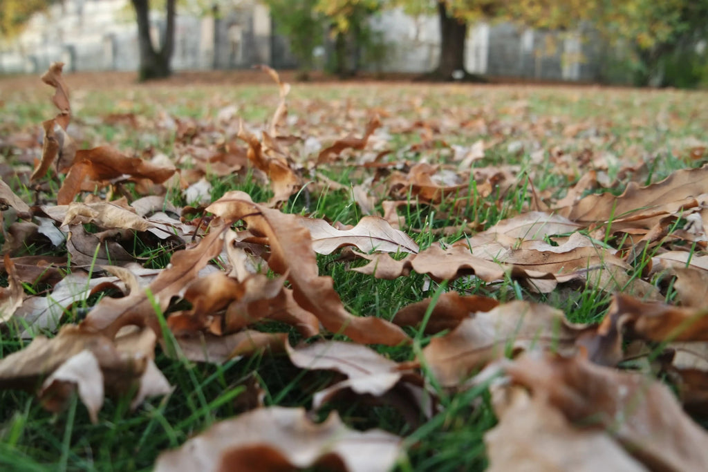 Fall Lawn Watering Tips: Understanding When to Stop Watering Your Lawn - My Store