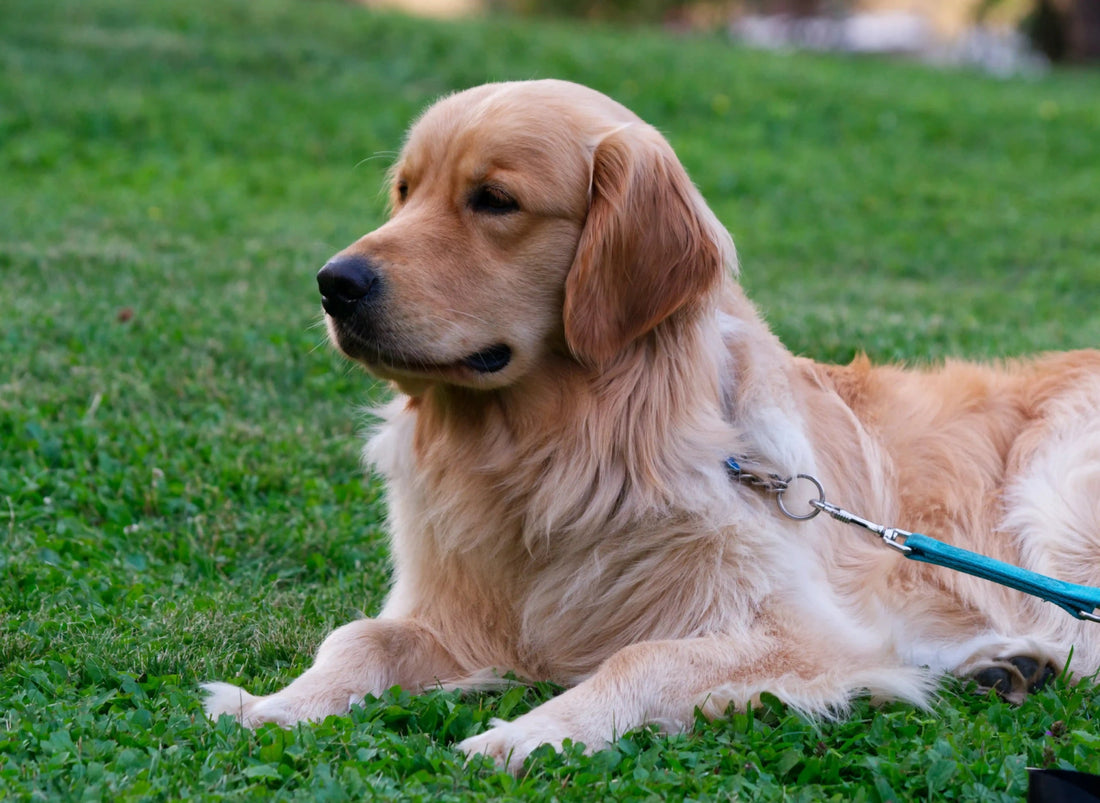 From Pets to Parties: Pro-Tips for High-Traffic Lawn Care - Soildrops