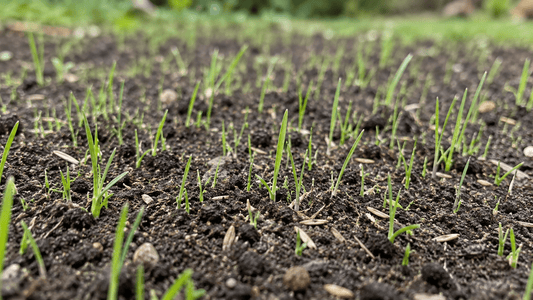 From Seed to Sprout: A Step-by-Step Guide to Establishing A New Lawn - Soildrops