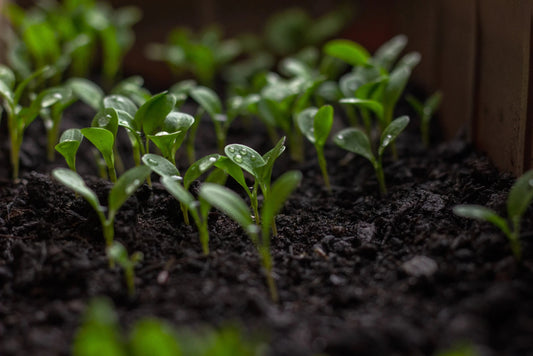 From Seed to Sprout: A Step-by-Step Guide to Establishing A New Lawn - Soildrops