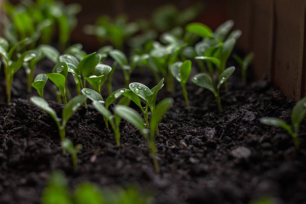 From Seed to Sprout: A Step-by-Step Guide to Establishing A New Lawn - My Store