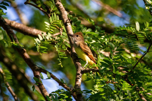 Getting to the Root of Tree Watering: A Homeowner's Guide - Soildrops