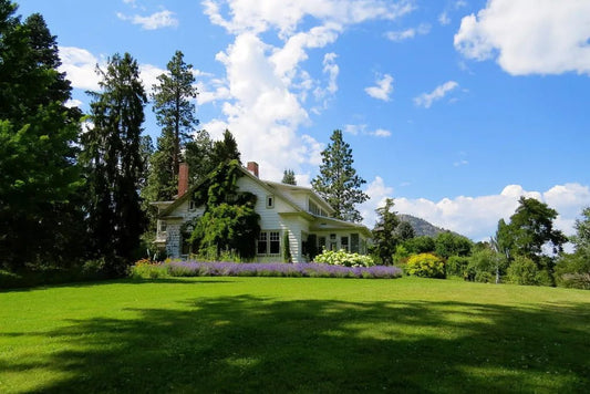 Growing Grass in the Shade: Proven Tips for a Lush Lawn in Shady Areas - Soildrops