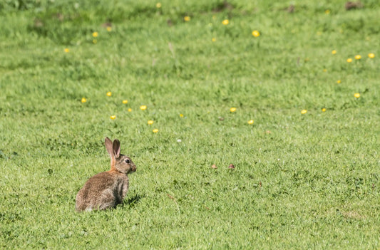 Healthy Grass Starts Here: The Only Lawn Care Guide Beginners Need to Read - Soildrops