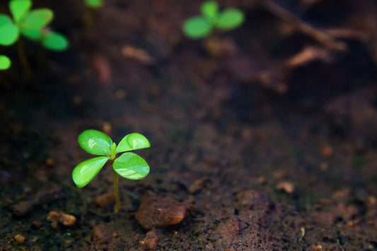 Healthy Lawns Start with Soil: How to Water Your Lawn Based on Its Soil Type - Soildrops