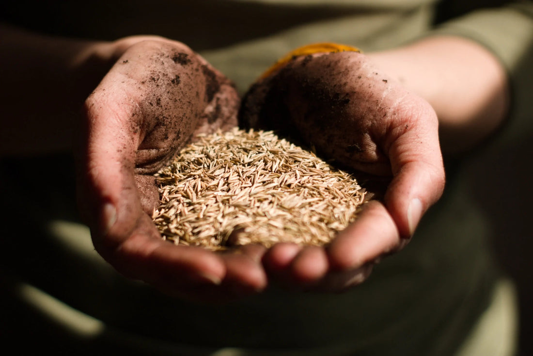 How to Fix Bare Spots in Your Lawn: A Step-by-Step Guide - Soildrops