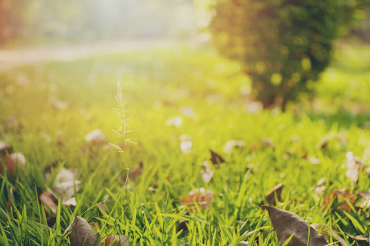 How to Fix Yellow Grass and Prevent It: A Guide to Greens Again - Soildrops