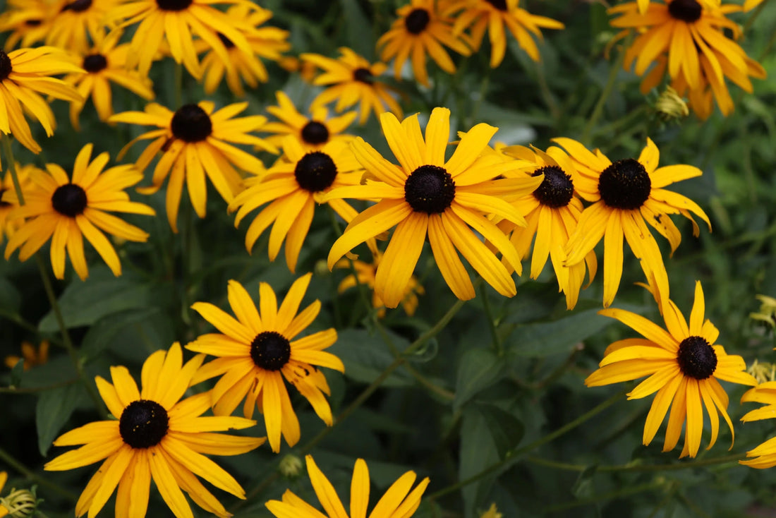 How to Water Perennials Like a Pro: Tips for Healthy, Thriving Plants - Soildrops