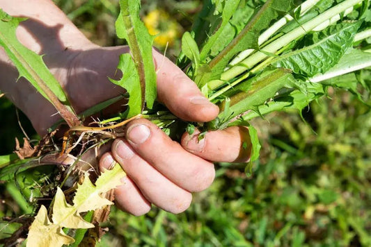 Mastering Weed Control: Insider Tips for a Flourishing Lawn - Soildrops