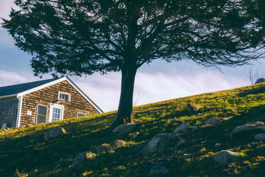 No Hill Too Steep: Expert Tips for Watering Plants on a Slope - Soildrops