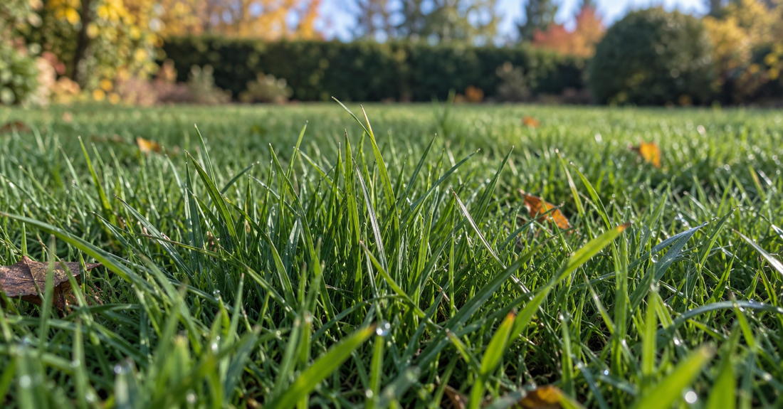 Perennial Ryegrass: Watering, Planting, and Lawn Care - Soildrops