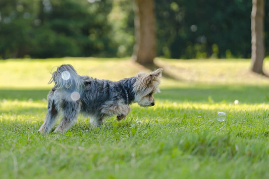Should You Sod or Seed? Factors to Consider for Your Lawn Plans - Soildrops