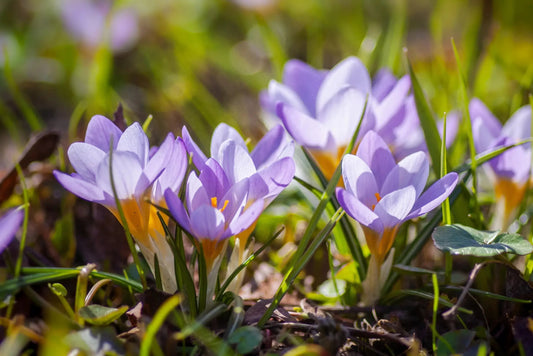 Spring into Action: When to Start Watering Your Lawn In Spring - Soildrops