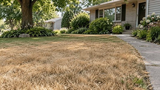 Summer Lawn Dormancy: Why Letting Your Grass Go Brown Saves Water (and Your Lawn) - Soildrops