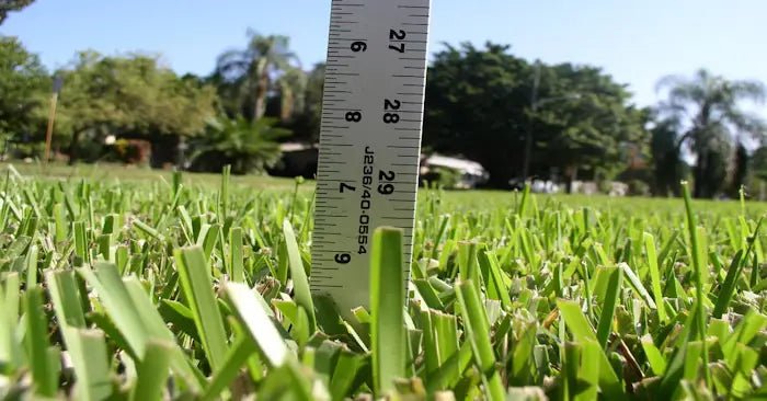 The Complete Guide to Growing and Maintaining St. Augustine Grass - Soildrops