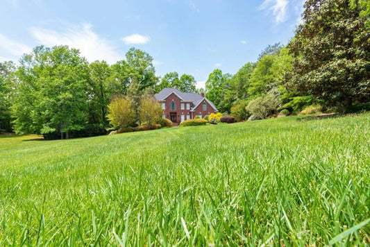 The Tall Fescue Advantage: A Comprehensive Guide for a Low-maintenance Lawn - Soildrops