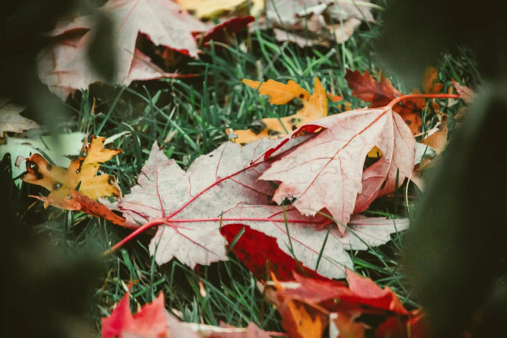 Ultimate Fall Lawn Care Guide: Irrigation Tips and More! - My Store