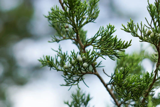 Water-Wise Wonders: 15 Best Drought-Tolerant Shrubs for Thriving in the Heat - Soildrops