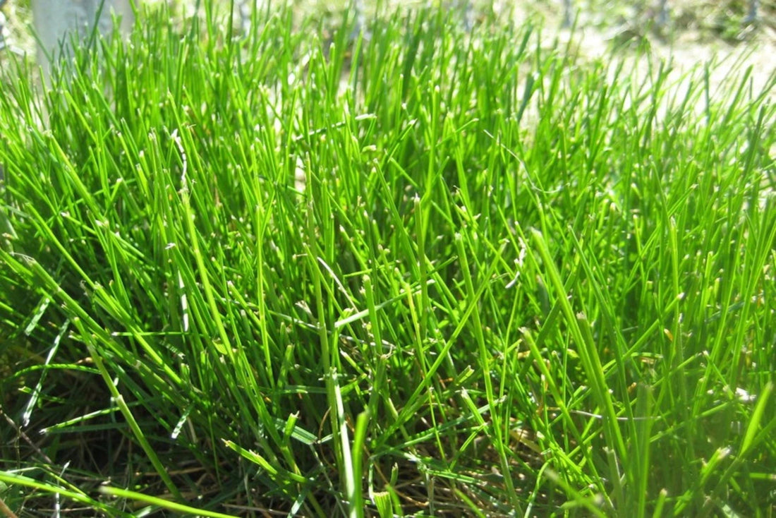 Your Complete Guide to Thriving Fine Fescue Grass Lawns - Soildrops
