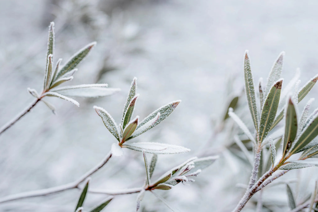 Your Winter Yard Checklist: 12 Essential Tasks to Prepare Your Landscape for Winter - My Store